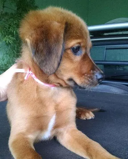 Cachorro ra a SRD idade 2 a 6 meses nome Paçoca