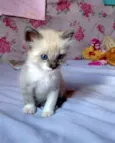 Sam