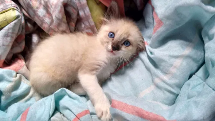 Gato ra a  idade 2 a 6 meses nome Sam