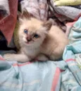 Sam
