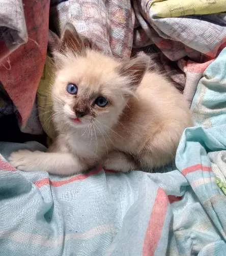Gato ra a  idade 2 a 6 meses nome Sam