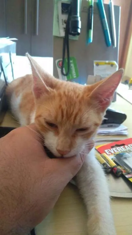 Gato ra a  idade 2 a 6 meses nome Sem nome