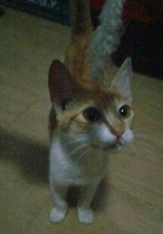 Gato ra a  idade 2 a 6 meses nome Sem nome