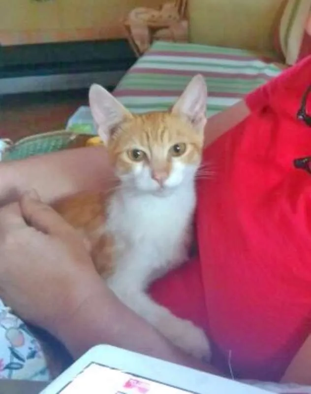 Gato ra a  idade 2 a 6 meses nome Sem nome