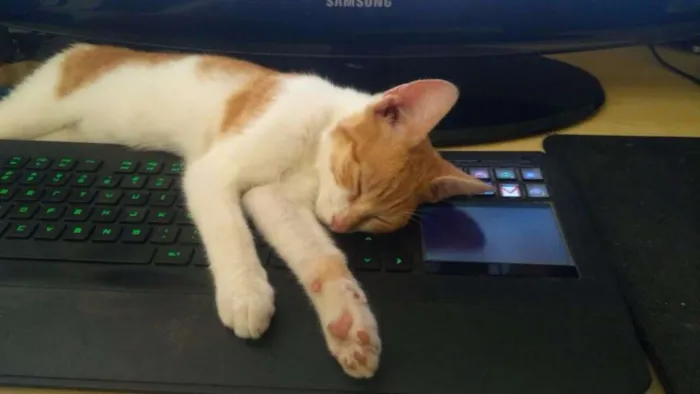 Gato ra a  idade 2 a 6 meses nome Sem nome