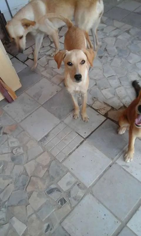 Cachorro ra a  idade 1 ano nome Eva e Adão