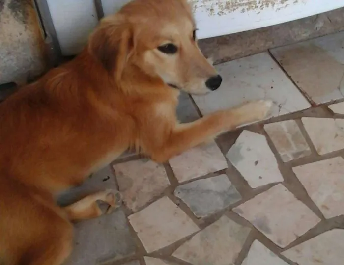 Cachorro ra a  idade 1 ano nome Eva e Adão