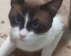 Gato raça Sialata, mestiço de siamês idade 1 ano nome Brow