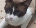 Gato raça Sialata, mestiço de siamês idade 1 ano nome Brow