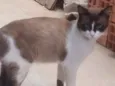 Gato raça Sialata, mestiço de siamês idade 1 ano nome Brow