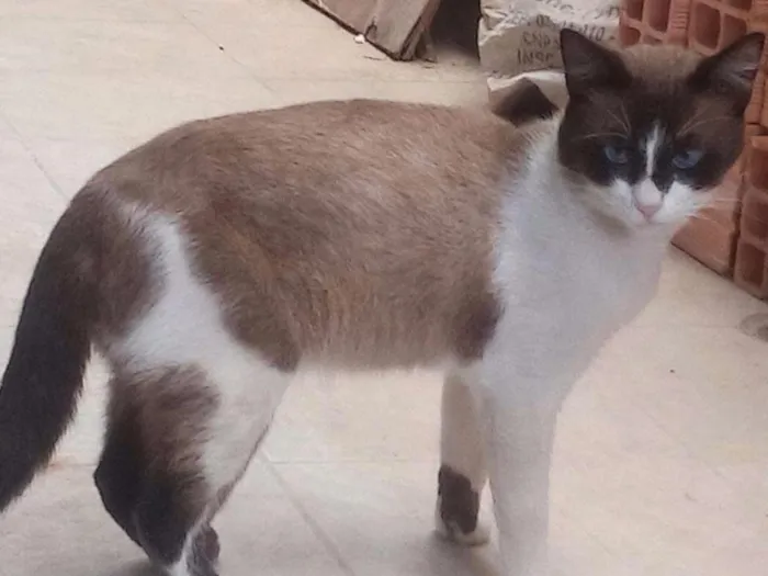 Gato raça Sialata, mestiço de siamês idade 1 ano nome Brow