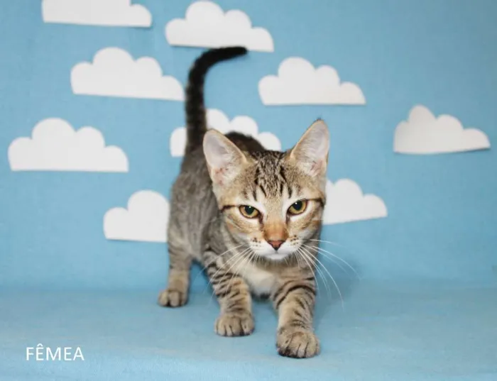 Gato ra a SRD idade 2 a 6 meses nome Gatinhos