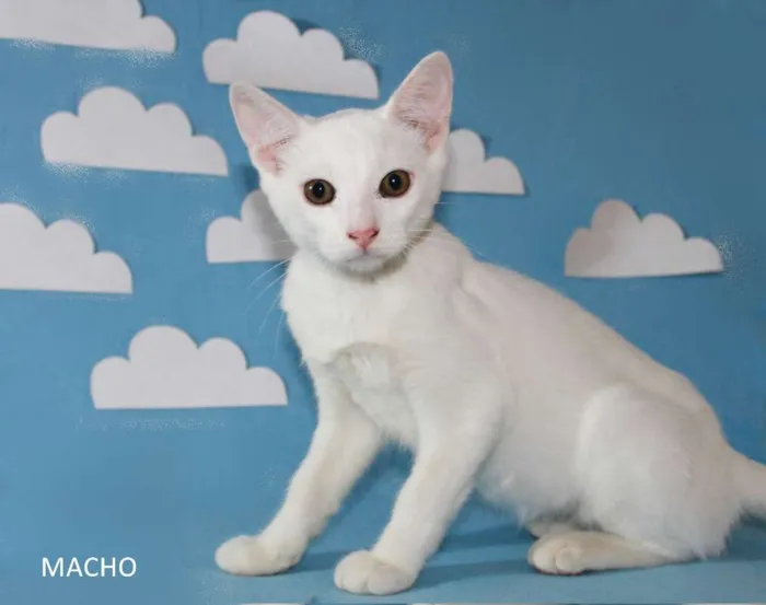 Gato ra a SRD idade 2 a 6 meses nome Gatinhos