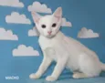Gatinhos