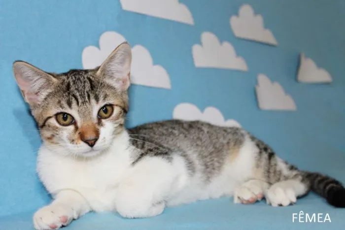 Gato ra a SRD idade 2 a 6 meses nome Gatinhos