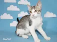 Gatinhos