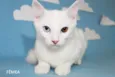 Gatinhos