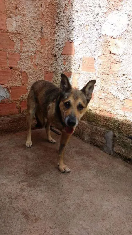 Cachorro ra a Indefinida idade 6 ou mais anos nome Lobo Mal