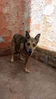 Lobo Mal
