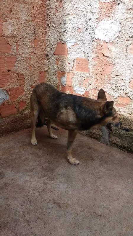 Cachorro ra a Indefinida idade 6 ou mais anos nome Lobo Mal