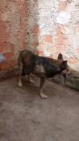 Lobo Mal
