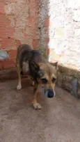 Lobo Mal