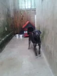 Pongo