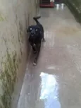 Pongo