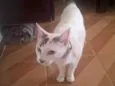 Desconhecido