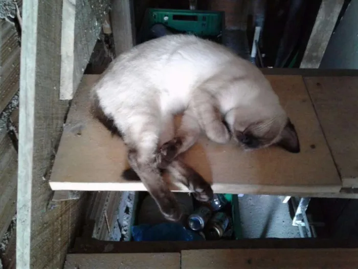 Gato ra a SRD idade 2 a 6 meses nome Filhotes
