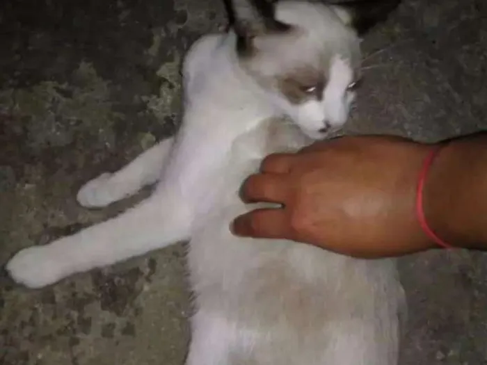 Gato ra a SRD idade 2 a 6 meses nome Filhotes