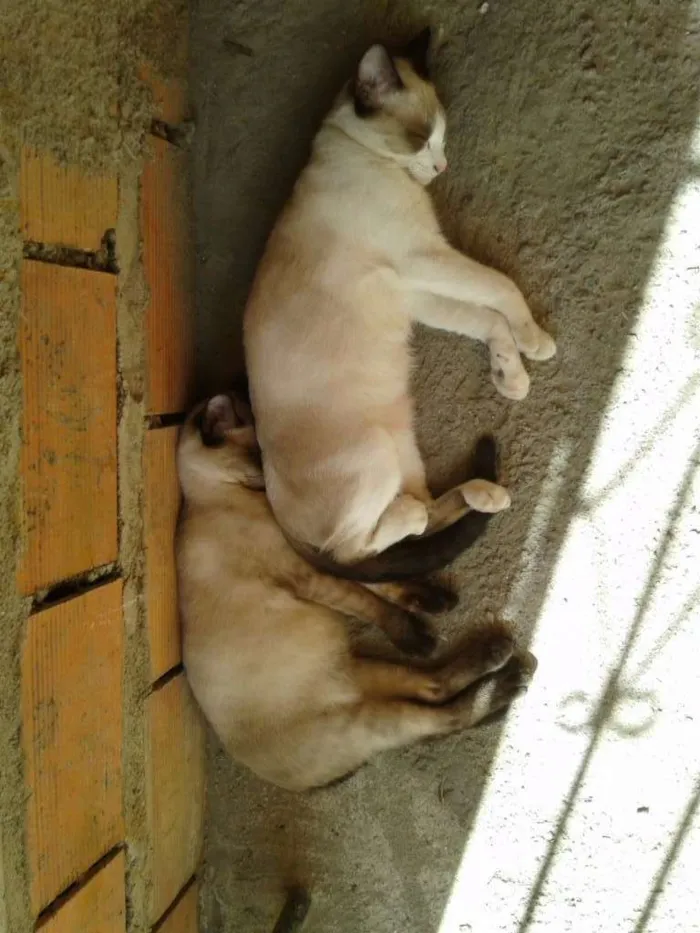 Gato ra a SRD idade 2 a 6 meses nome Filhotes