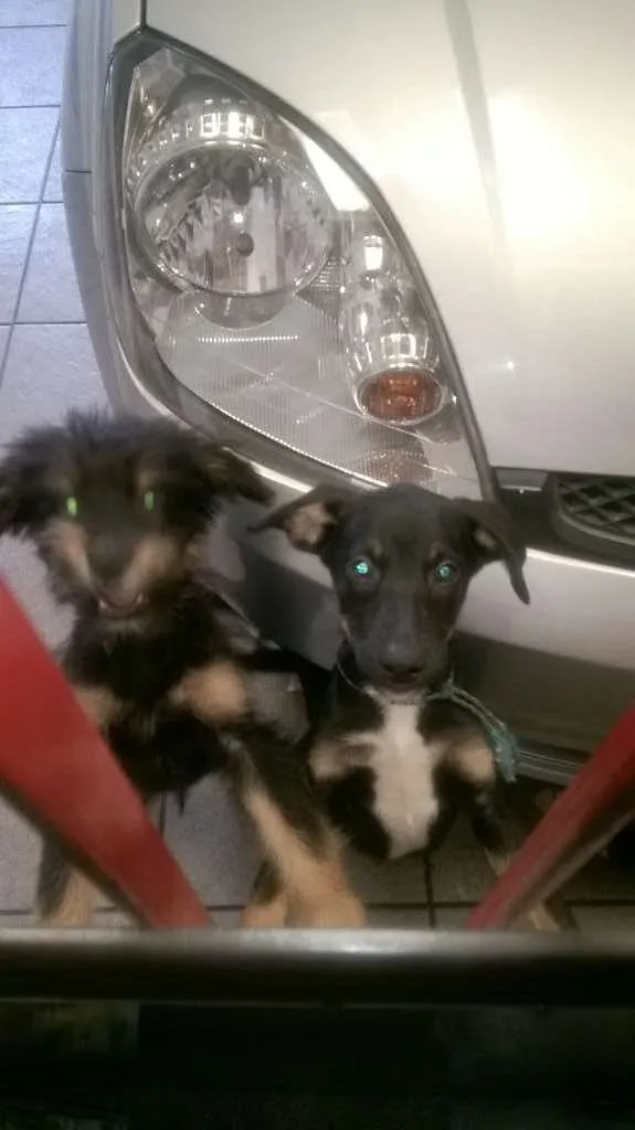 Cachorro raça indefinida idade 2 a 6 meses nome jaick