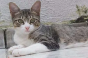 Gato raça SRD idade 2 a 6 meses nome Sasha
