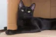 Caim