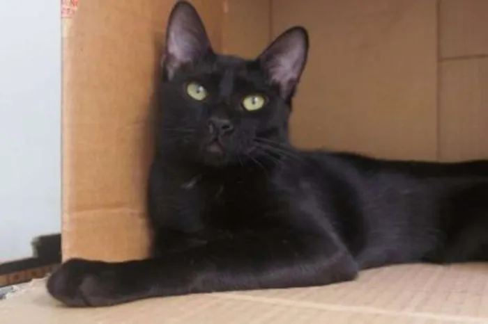Gato ra a SRD idade 2 a 6 meses nome Caim
