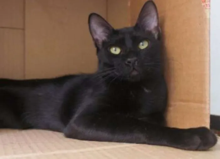 Gato ra a SRD idade 2 a 6 meses nome Caim
