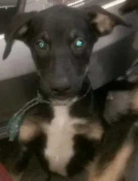 Cachorro raça indefinida idade 2 a 6 meses nome jaick