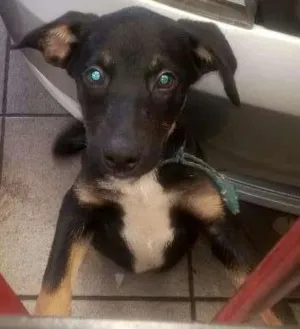 Cachorro raça indefinida idade 2 a 6 meses nome jaick
