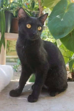 Gato raça SRD idade 2 a 6 meses nome Anita