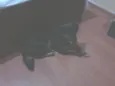 Gaya