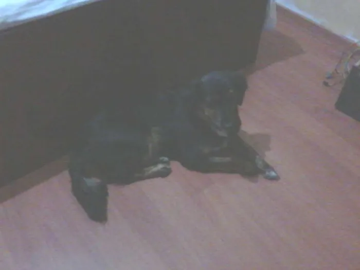 Cachorro ra a SRD idade 3 anos nome Gaya