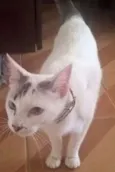 Desconhecido