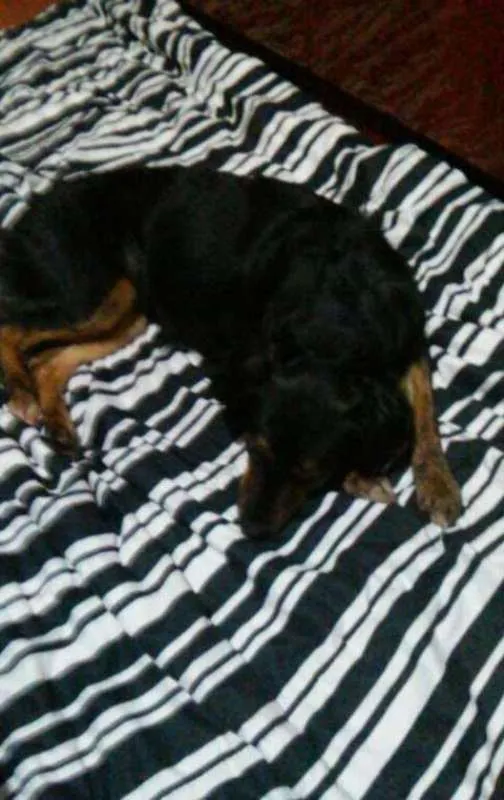 Cachorro ra a SRD idade 3 anos nome Gaya