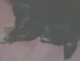 Gaya