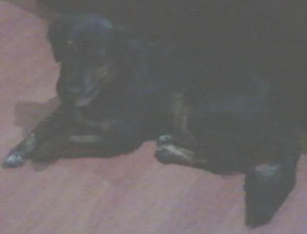 Cachorro ra a SRD idade 3 anos nome Gaya