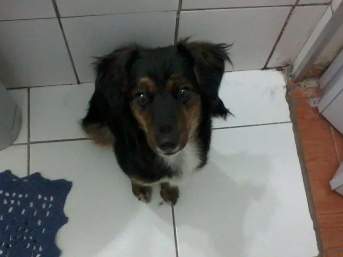 Cachorro ra a SRD idade 3 anos nome Gaya