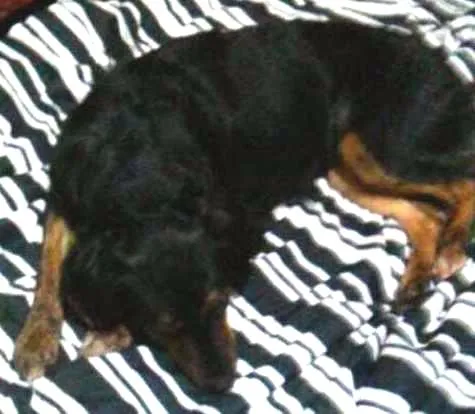 Cachorro ra a SRD idade 3 anos nome Gaya