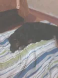 Gaya