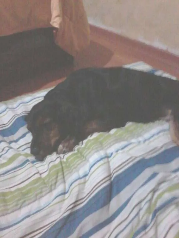 Cachorro ra a SRD idade 3 anos nome Gaya